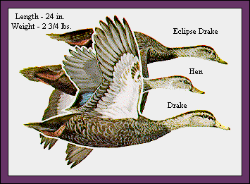 GIF -- Picture of Black Ducks