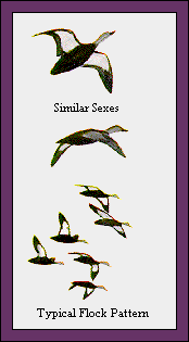 GIF -- Picture of Flock Pattern