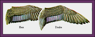 GIF -- Picture of Wings