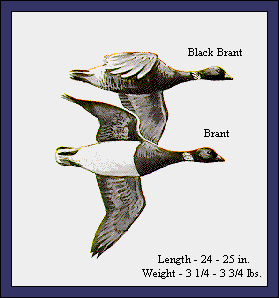 GIF -- Picture of Brant