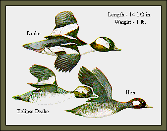 GIF -- Picture of Buffleheads