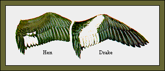 GIF -- Picture of Wings