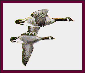 GIF -- Picture of Canada Geese