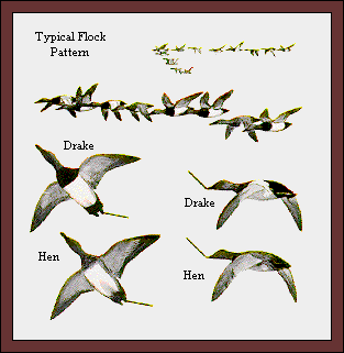 GIF -- Picture of Flock Pattern