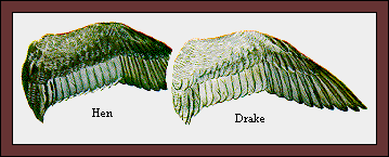 GIF -- Picture of Wings