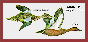 GIF -- Picture of Cinnamon Teal