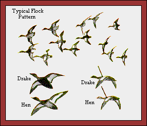 GIF -- Picture of Flock Pattern