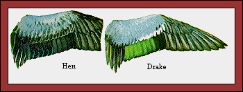 GIF -- Picture of Teal