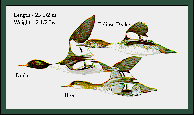 GIF -- Picture of canvasbacks