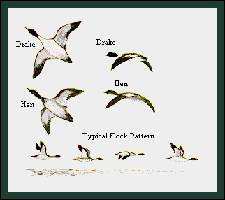 GIF -- Picture of Flock Pattern