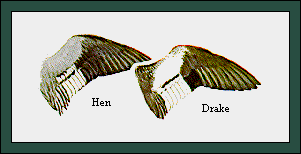 GIF -- Picture of Wings