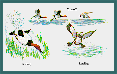 GIF -- Picture of Diving Ducks