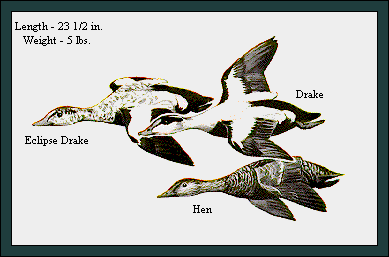 GIF -- Picture of Common Eiders