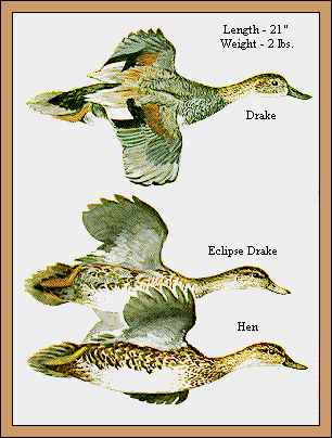 GIF -- Picture of Gadwalls