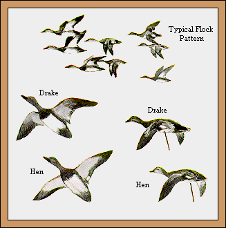 GIF -- Picture of Flock Pattern