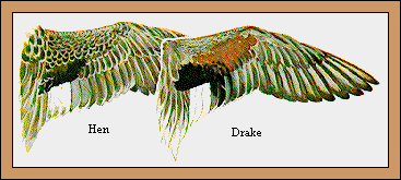 GIF -- Picture of Gadwall Wings