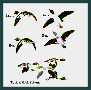 GIF -- Picture of Flock Pattern