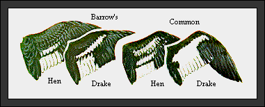 GIF -- Picture of Wings