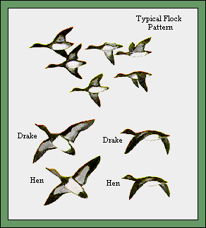 GIF -- Picture of Flock Pattern