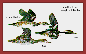 GIF -- Picture of Hooded Mergansers