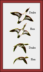 GIF -- Picture of Flock Pattern