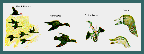 GIF -- Picture of Flock Pattern