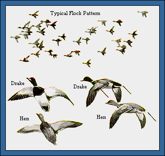 GIF -- Picture of Flock Pattern