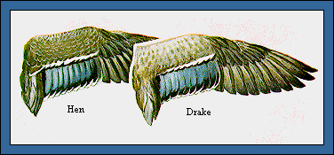 GIF -- Picture of Mallard Wings