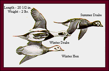 GIF -- Picture of Oldsquaws