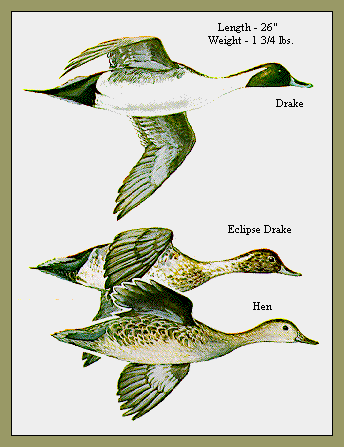 GIF -- Picture of Pintails