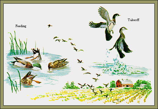 GIF -- Picture of Puddle Duck Patterns