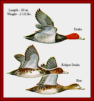 GIF -- Picture of Redheads