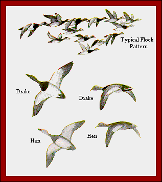 GIF -- Picture of Flock Pattern