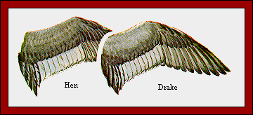 GIF -- Picture of Wings