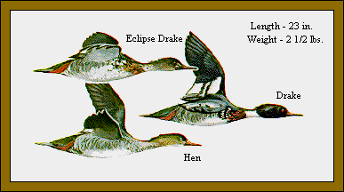 GIF -- Picture of Red-Breasted Merganser