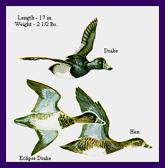 GIF -- Picture of Ring-Necks