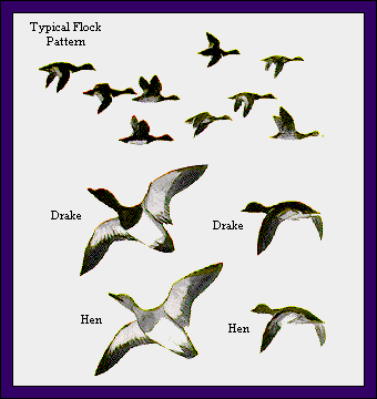 GIF -- Picture of Flock Pattern