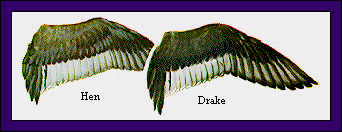 GIF -- Picture of Wings