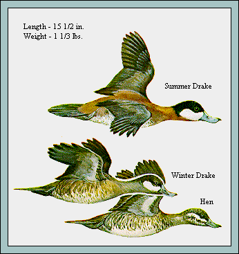 GIF -- Picture of Ruddy Ducks