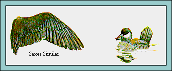 GIF -- Picture of Wings