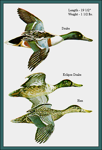 GIF -- Picture of Shovelers