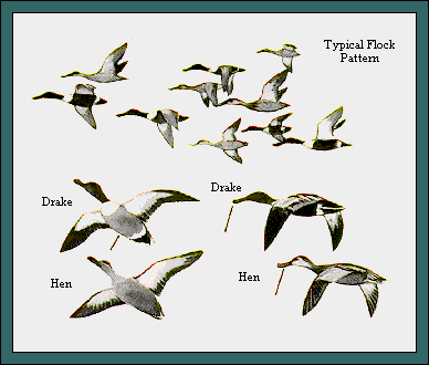 GIF -- Picture of Flock Pattern