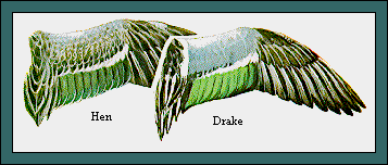 GIF -- Picture of Shoveler Wings