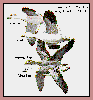 GIF -- Picture of Snow Geese