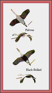 GIF -- Picture of Flock Pattern