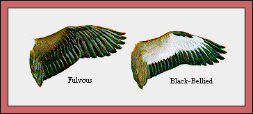 GIF -- Picture of Wings