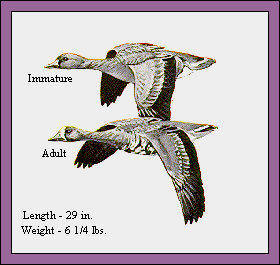 GIF -- Picture of White-Fronted Geese