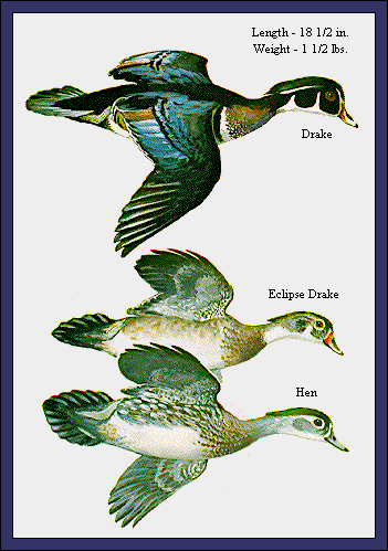 GIF -- Picture of Wood Ducks