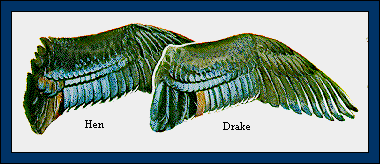 GIF -- Picture of Wood Duck Wings